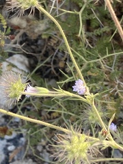 Pterocephalus plumosus