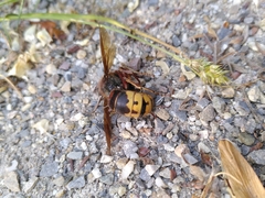 Vespa crabro