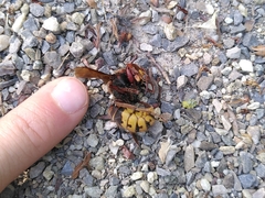 Vespa crabro