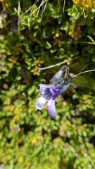 Pinguicula leptoceras