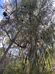 Eucalyptus gomphocephala