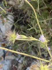 Pterocephalus plumosus