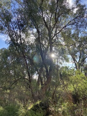 Eucalyptus gomphocephala