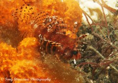 Dendrochirus brachypterus