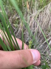 Carex aurea