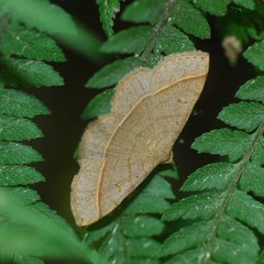 Paracolax trilinealis