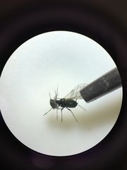 Aphis sambuci