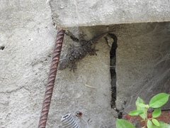 Tarentola mauritanica