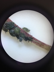 Aphis sambuci