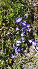 Pinguicula leptoceras