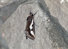 Euscirrhopterus gloveri