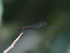 Prodasineura verticalis