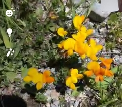 Lotus corniculatus