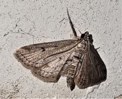 Parapoynx crisonalis