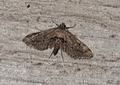 Parapoynx crisonalis