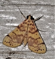 Conogethes haemactalis