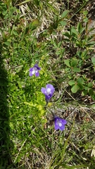 Pinguicula leptoceras