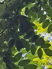 Robinia pseudoacacia