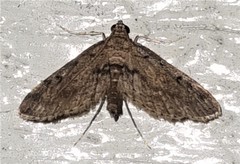 Parapoynx crisonalis