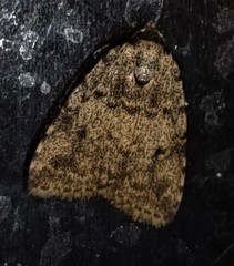 Tolpia conscitulana