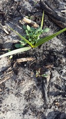 Wachendorfia multiflora