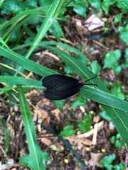 Histia flabellicornis