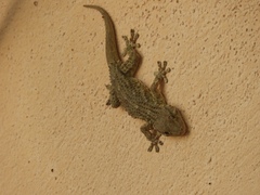 Tarentola mauritanica