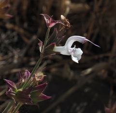 Salvia palaestina