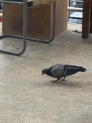 Columba livia domestica