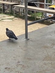 Columba livia domestica