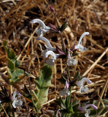 Salvia palaestina