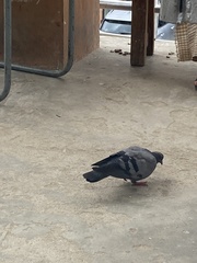 Columba livia domestica