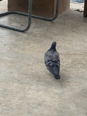 Columba livia domestica