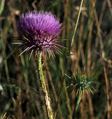 Onopordum palaestinum