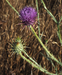 Onopordum palaestinum