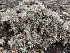 Potentilla pulchella
