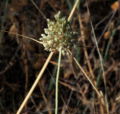Allium pallens