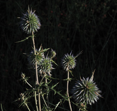 Echinops polyceras