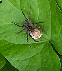 Pardosa