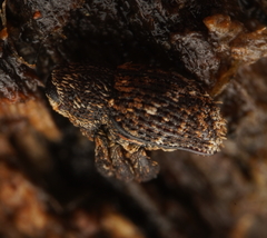 Decilaus suturalis