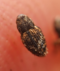 Decilaus suturalis