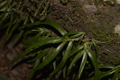 Sarcochilus fitzgeraldii