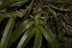 Sarcochilus fitzgeraldii