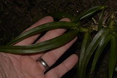 Sarcochilus fitzgeraldii