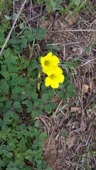 Oxalis compressa