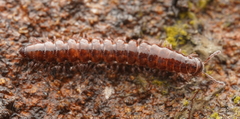 Tasmaniosoma