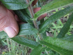 Asclepias tuberosa interior