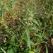 Phlomis pungens - Photo (c) יאיר אור, some rights reserved (CC BY-NC-SA), uploaded by יאיר אור