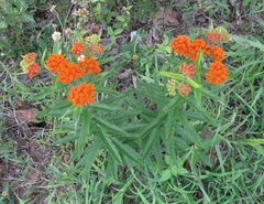 Asclepias tuberosa interior