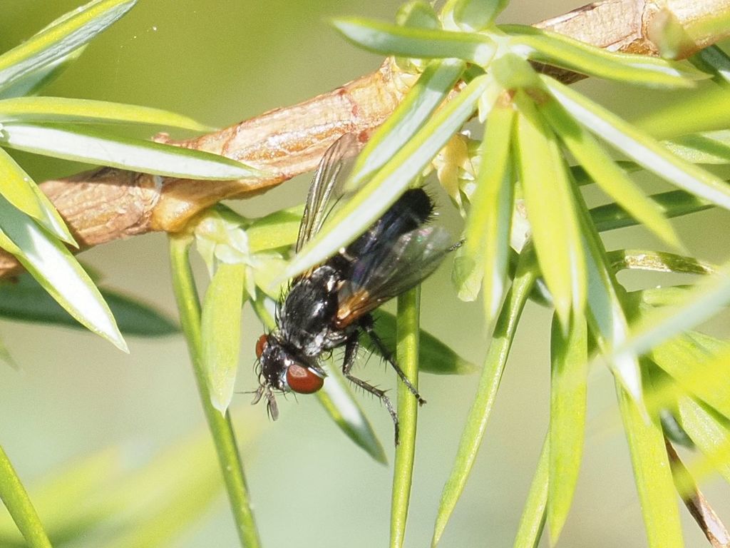 Staurochaeta albocingulata